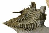 Triple Erbenochile Trilobite Association - Foum Zguid, Morocco #381177-9